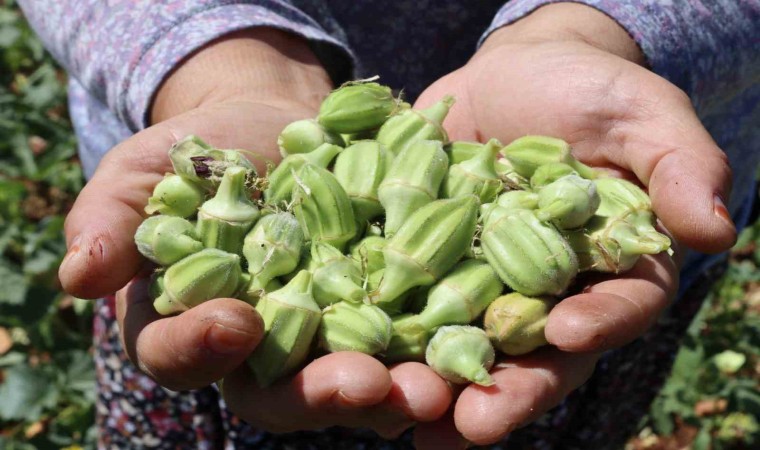 Yeşil altında hasat sürüyor