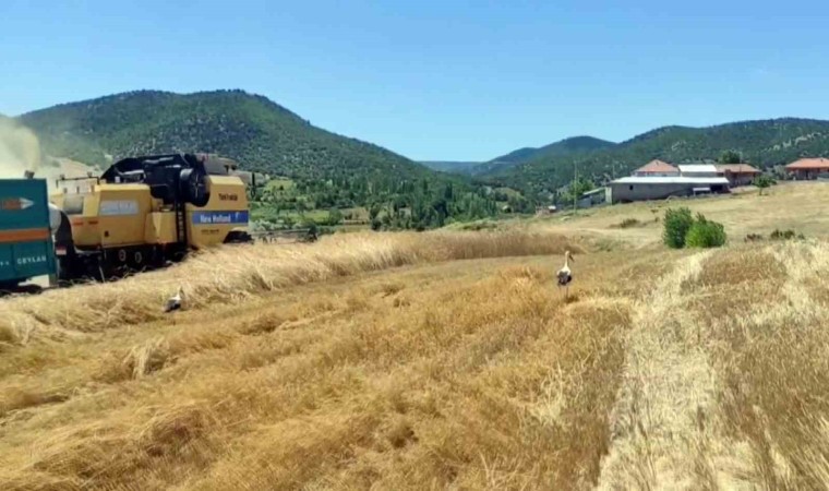 Yozgatta leylekler hasat edilen tarlalarda yiyecek arıyor