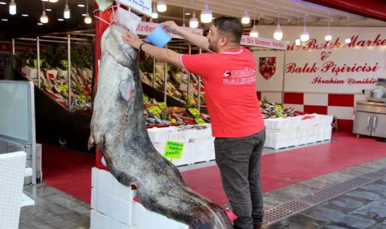 2,5 metre boyundaki 141 kiloluk yayın balığı tezgahta