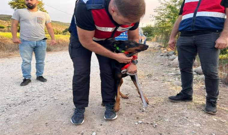 Aç bırakılıp, 74 gün boyunca beslendiği yere gitmesi için GPS takılan Tina, her defasında eve döndü