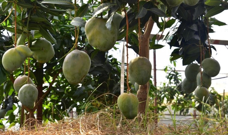 Alanyada avokado ve mango temalı tropik meyve festivali başlıyor