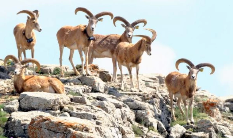 Anadolu yaban koyununu avlama bedeli 675 bin TL