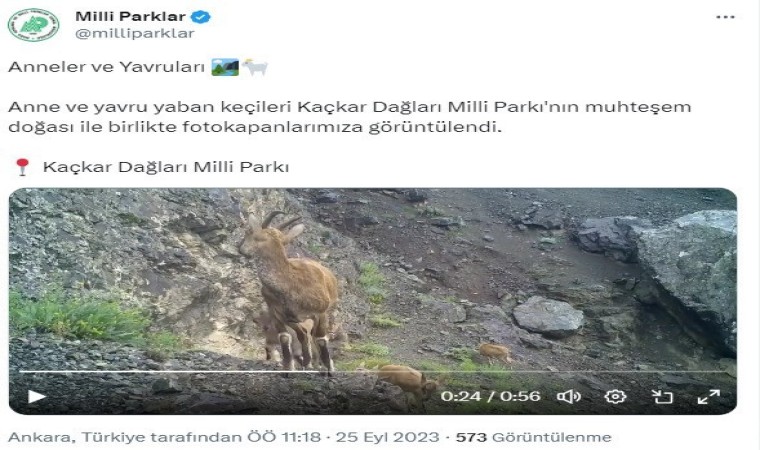 Anne ve yavru yaban keçileri fotokapana takıldı