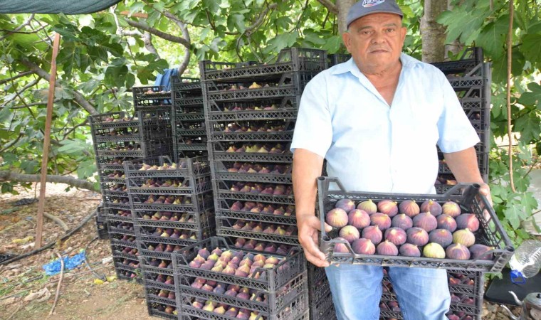 Antalyada 800 rakımlı köyde incir hasadı başladı