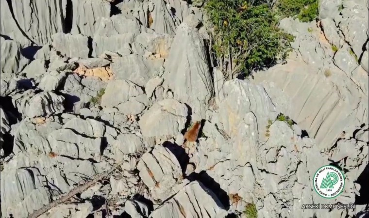 Antalyada anne ayı ve ikizleri dron ile görüntülendi