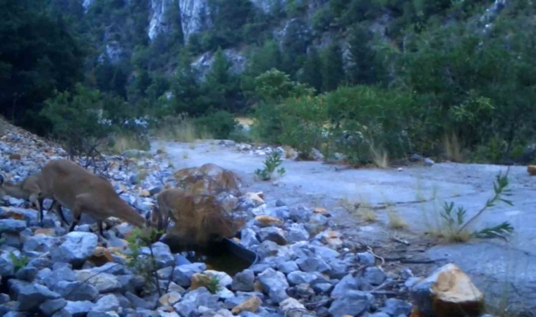 Antalyada yaban keçi ailesi su içerken fotokapanla görüntülendi