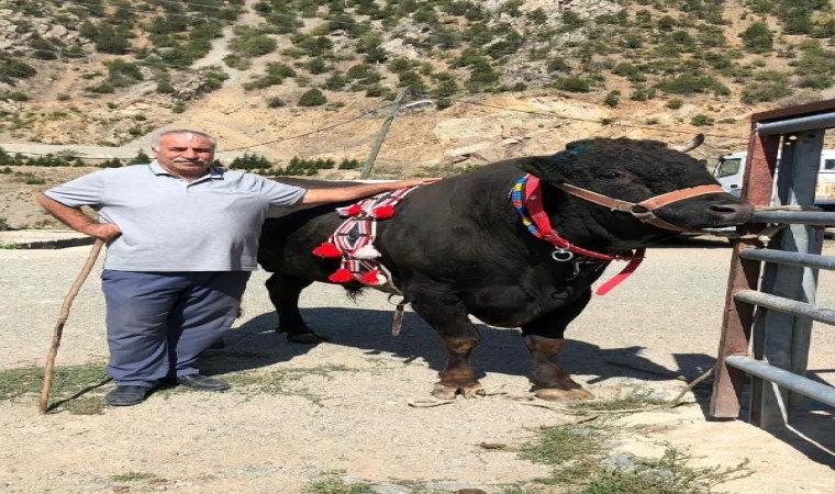 Arenaya damga vurdu; tek boynuzla şampiyon