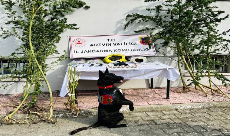 Artvinde 21 kök Hint keneviri ve 2 kilo kubar esrar ele geçirildi