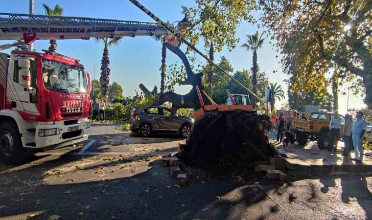 Asırlık çınar ağacı aracın üzerine devrildi