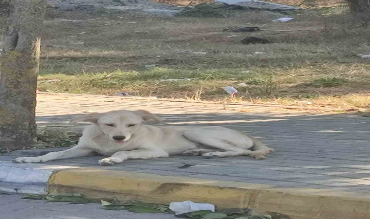 Avcılarda boğazı kesik köpek bulundu