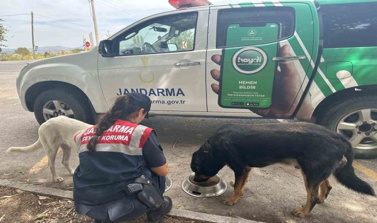 Aydında jandarma ekipleri denetimlerini sürdürüyor