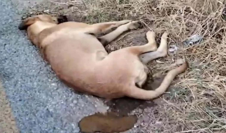 Aydın’da köpek ölümlerine inceleme