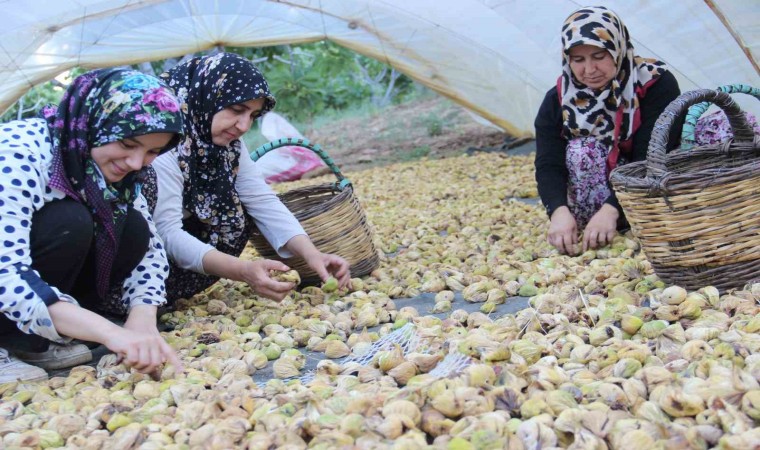 Aydının altın meyvesi incirin bahçeden sofraya yolculuğu