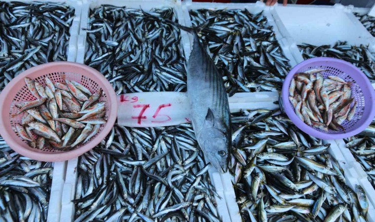 Balıkçı tezgâhları hamsi ile bereketlendi, palamut kayıplarda