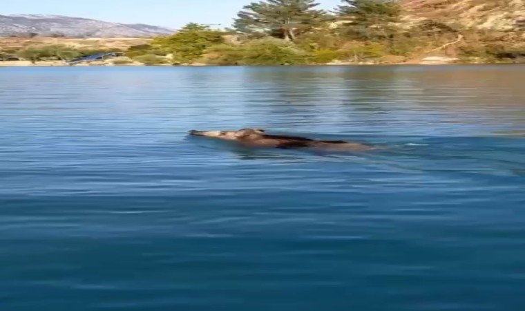 Baraj gölünde yüzen yaban domuzlarını gören vatandaşlar şaşkına döndü