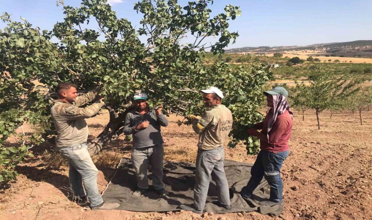 Besnide Antep Fıstığı hasadı başladı