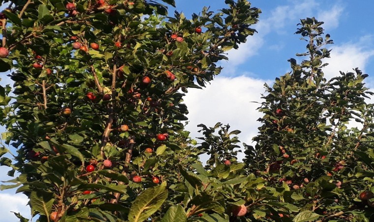 Bin 900 rakımlı Yukarı Canbazda Cancur yetiştirdi