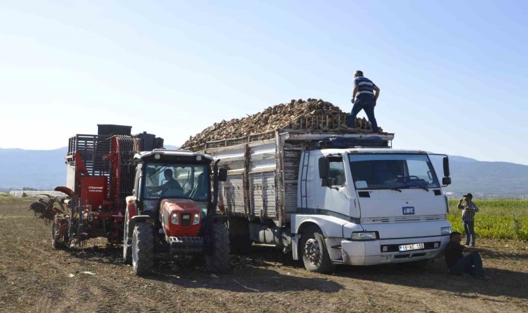 Burdurda şeker pancarı hasadı sürüyor