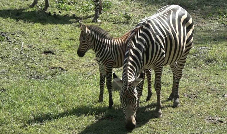 Bursa Hayvanat Bahçesinin zebra ailesine 3 yeni üye