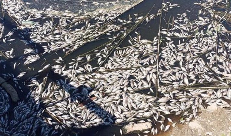 Büyük Menderes Havzası tahliye kanalındaki balıklar oksijensizlikten ölmüş