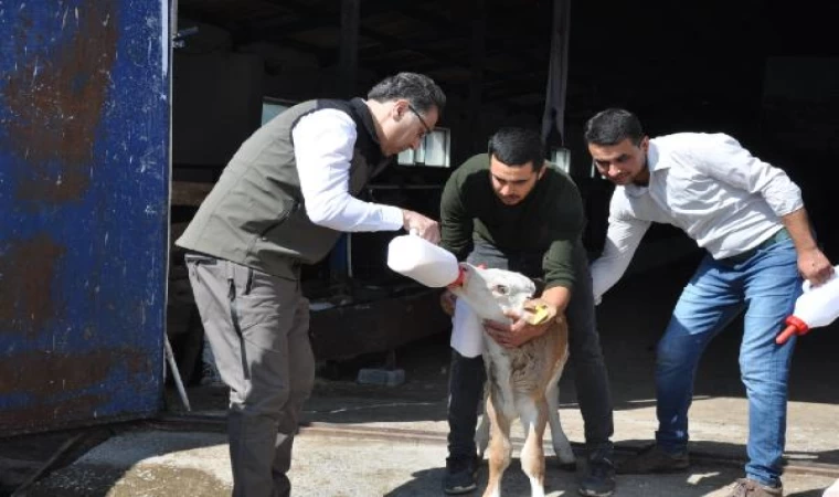 Buzağı ölümlerini engellemek için Kars’ta üreticilere ’ağız sütü’ dağıtıldı