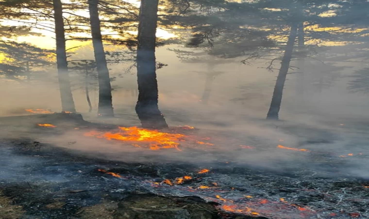 Çanakkale’de orman yangını