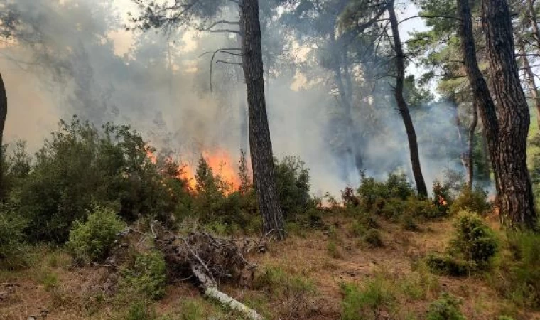 Çanakkale’de orman yangını