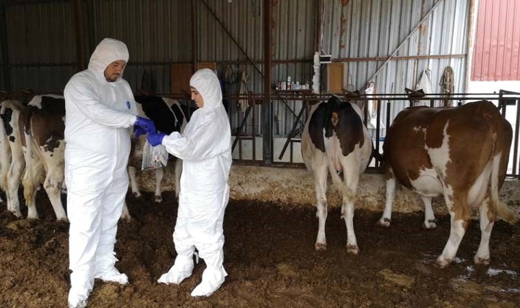 Çanakkalede ‘Şap Hastalığı Saha Tatbikatı ve Salgın Yönetimi Tatbikatı yapıldı