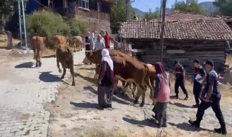 Çankırı’da çoban, 25 büyükbaşı satıp kaçtı