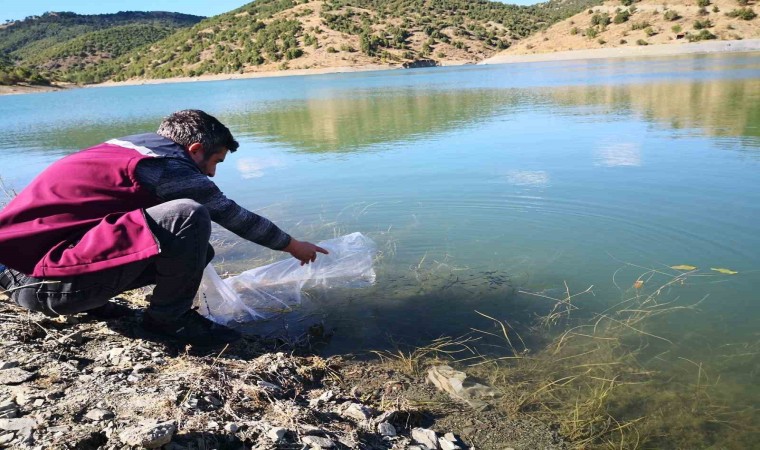 Çankırıdaki 26 gölete 562 bin yavru sazan balığı bırakıldı