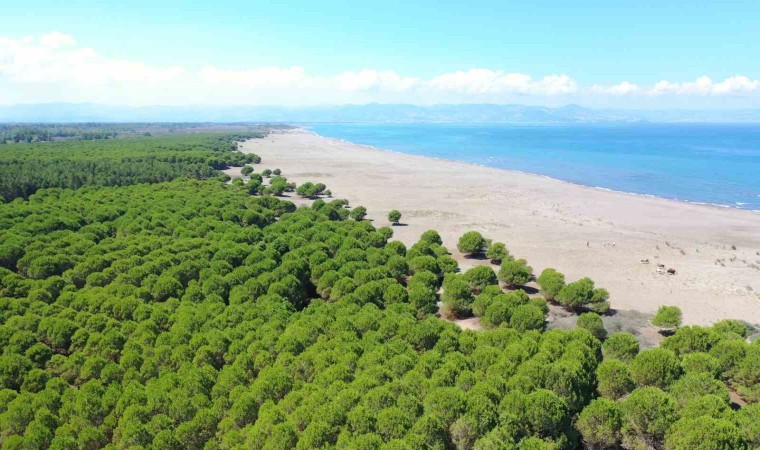 Çarşambaya ‘Baykuş Orman Okulu