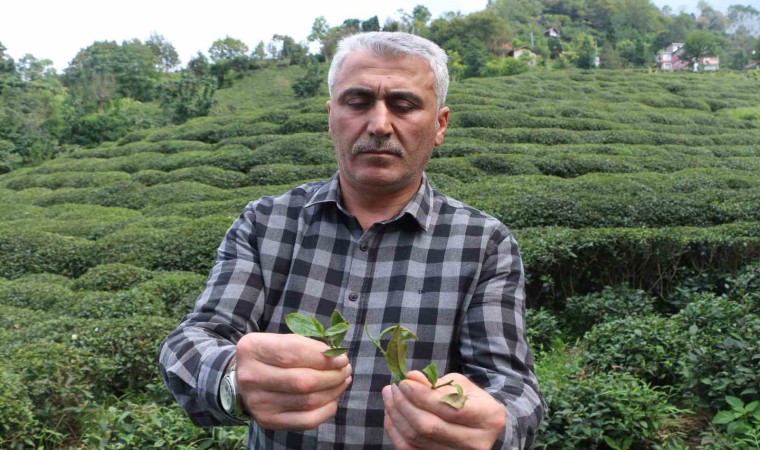 Çay üreticilerinden çayda budama işlemine tepki