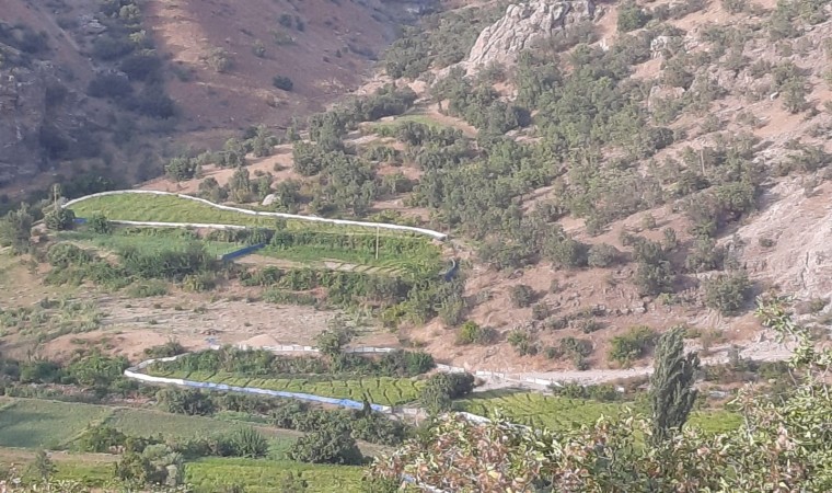 Çeltik üreticilerinden yaban domuzları için brandalı çözüm