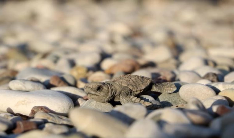 Çıralı’da denizle buluşan yavru caretta sayısı yüzde 38 arttı