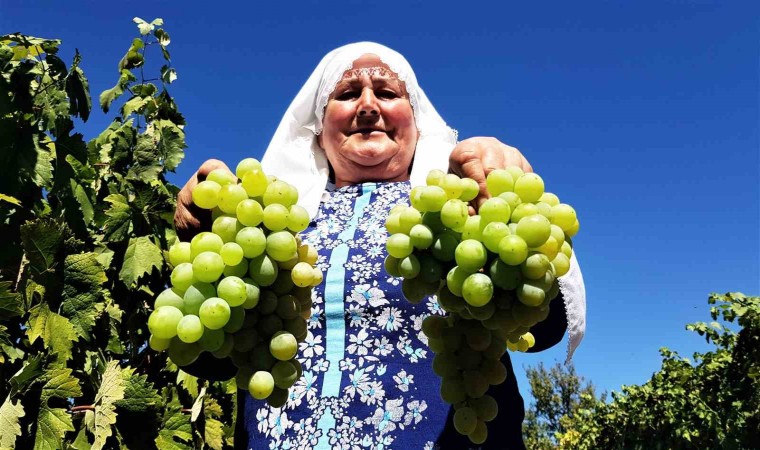 Coğrafi işaretli Çavuş Üzümünde hasat dönemi başladı