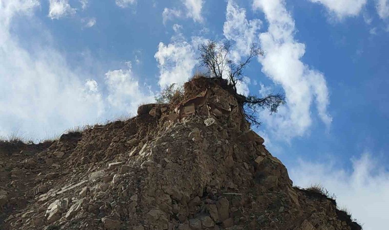 Dağ keçileri doğal hayatlarında görüntülendi