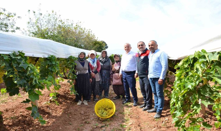 Denizlide salkım güvesiyle biyolojik mücadele devam ediyor