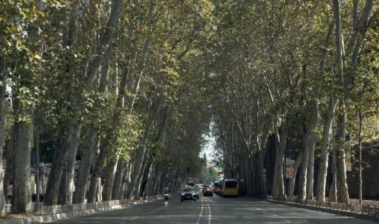 Dolmabahçe ve Çırağan Caddesi’ndeki çınar ağaçları yenilendi