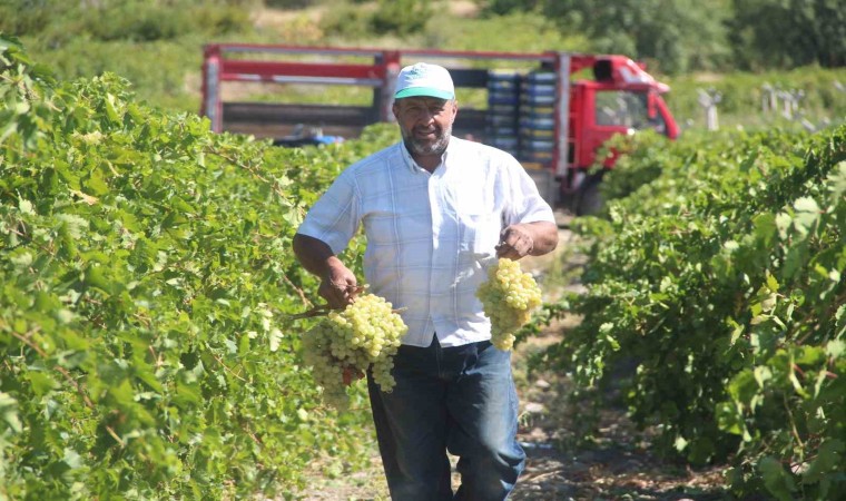 Elazığda 120 bin dönümde üzüm hasadı başladı