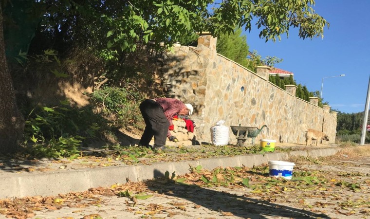 Erzincanda köylülerin zorlu ceviz hasadı başladı