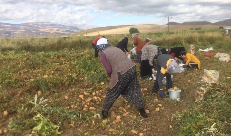 Erzincanda patates hasadı başladı