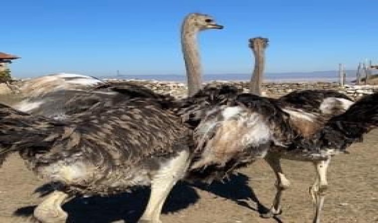 Eskişehirde hobi bahçesindeki 2 adet deve kuşu firar etti