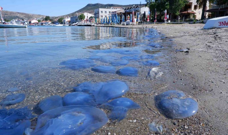 Foçada denizanası istilası sürüyor: Su altı kamerasıyla istila görüntülendi