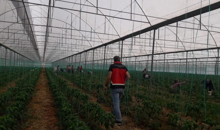 Gazipaşada Akdeniz meyve sineği ile mücadele başlatıldı