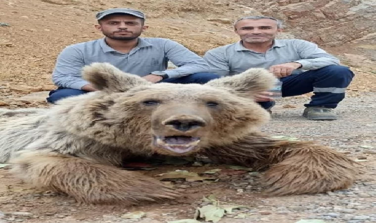 Hakkari’de dağdan kopan kaya parçalarıyla yaralanan ayı tedaviye alındı