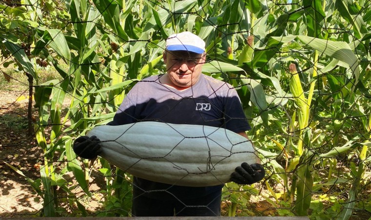 Hisarcıklı çiftçi ata tohumundan 30 kilo gelen bal kabağı yetiştirdi