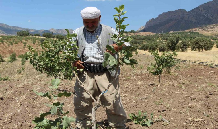 Huzur ortamının sağlandığı Şırnakta boşaltılan köyler fıstık bahçeleriyle yeniden hayat buluyor