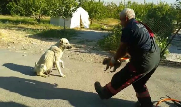 Kafası janta sıkışan yavru köpeği itfaiye kurtardı