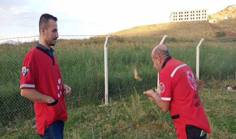 Kalp masajıyla hayata döndürülen minik kuş yeniden özgürlüğüne kavuştu