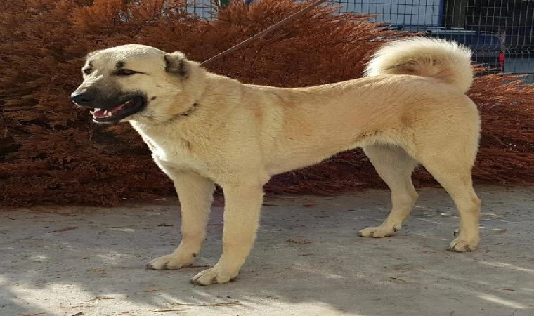 Kangal köpekleri için hazırlanan projeye 740 bin TL’lik destek